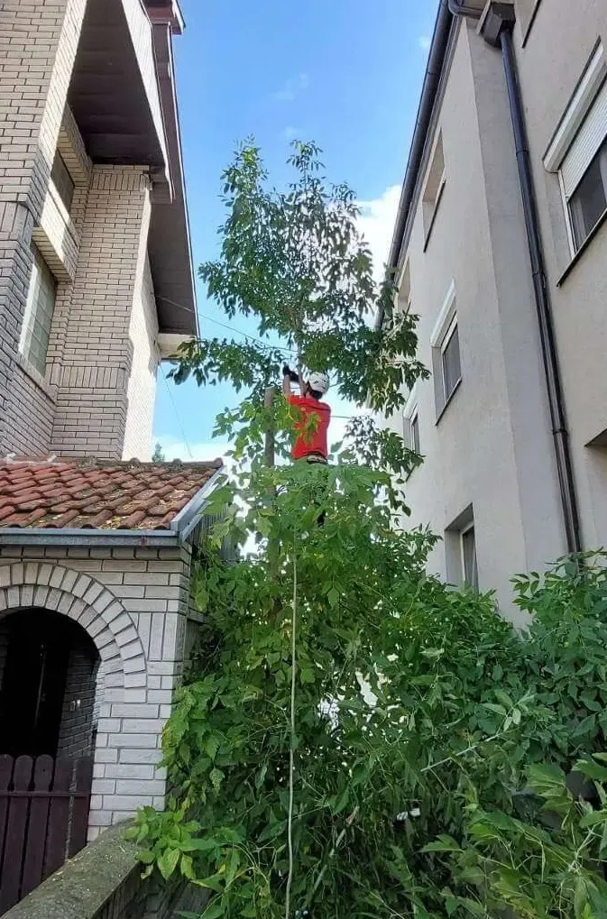 Arborista kreše grane oraha u gustom dvorištu - alpinistička seča drveća